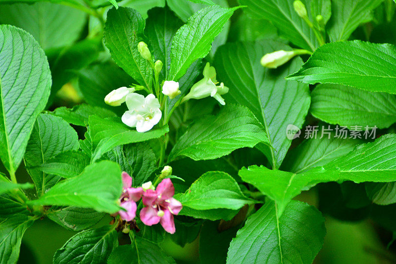 Weigela coraeensis花